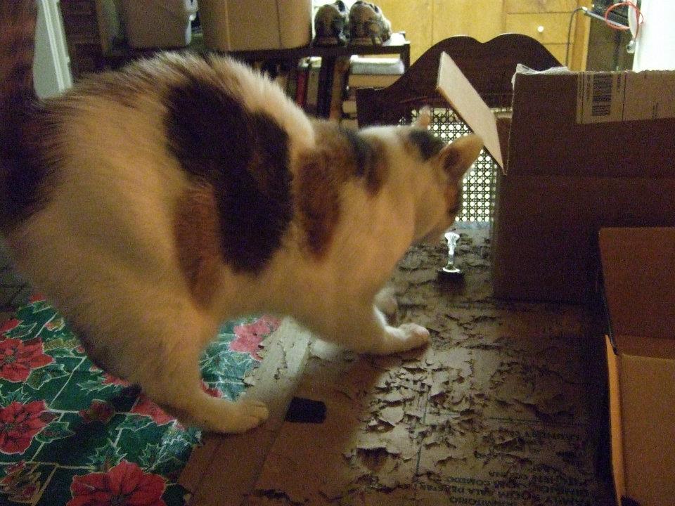cat scratching cardboard box