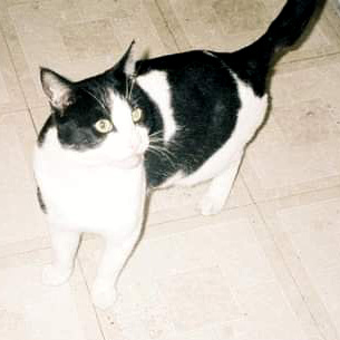 cat with crazy expression